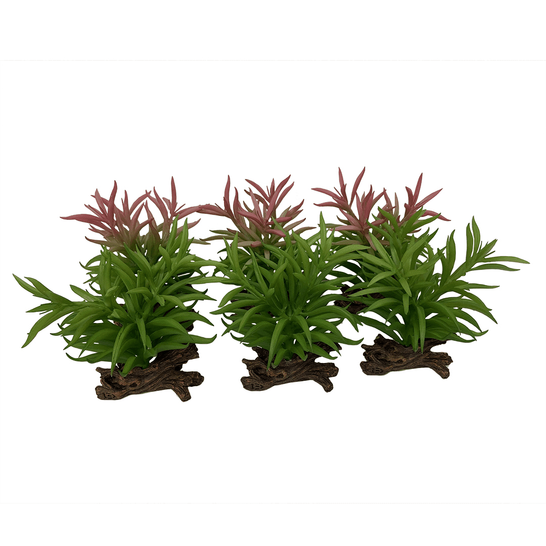 Terra Della Crassula Gemengde kleuren