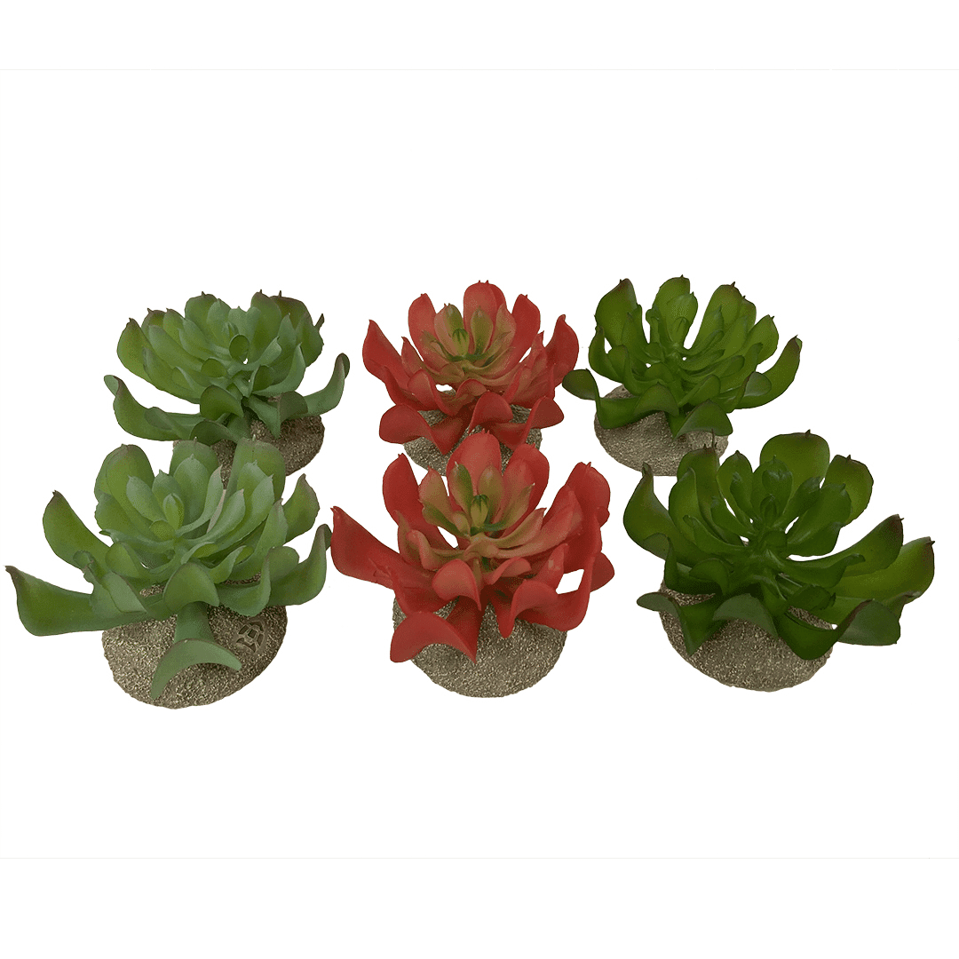 Terra Della Echeveria 1 Gemengde kleuren
