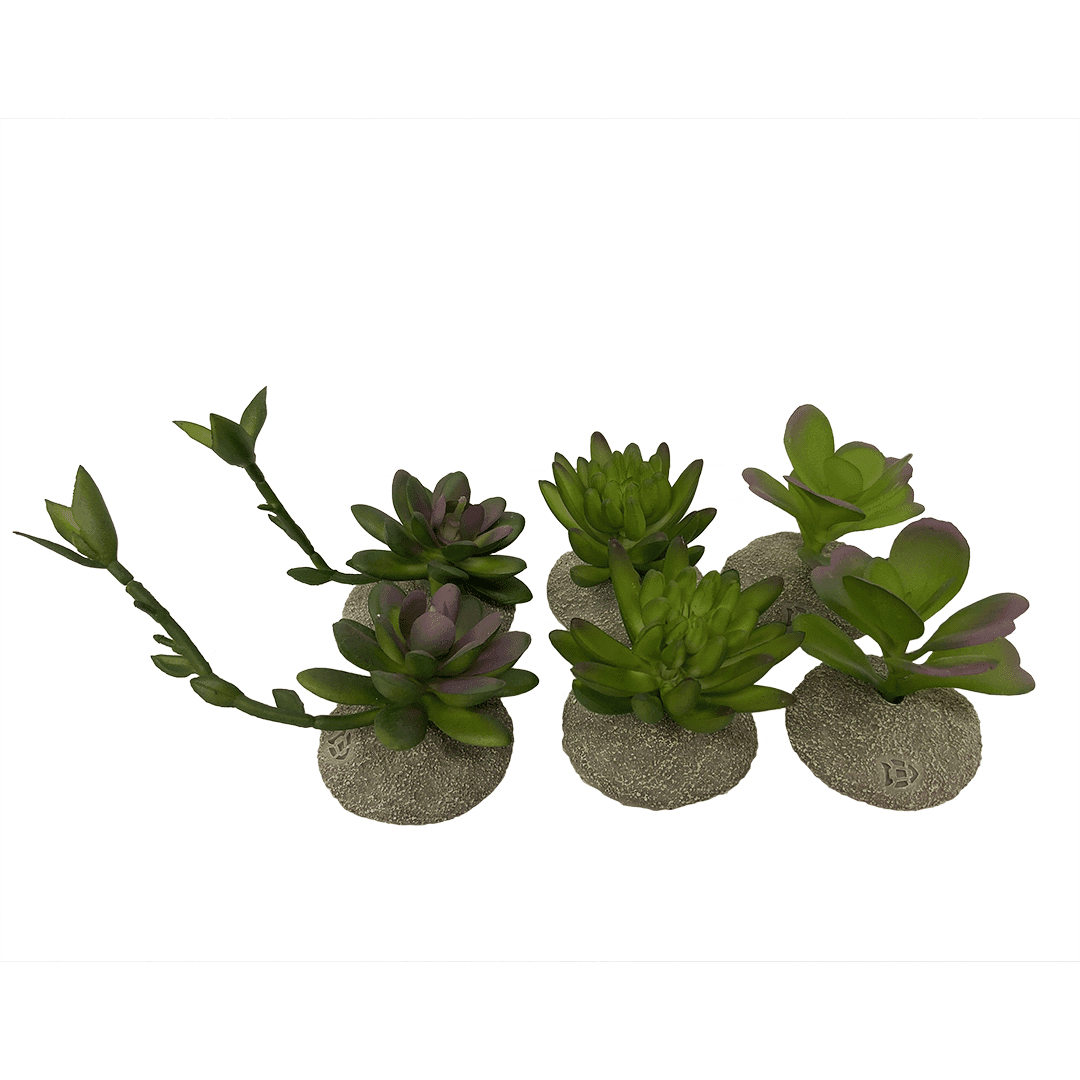 Terra Della Succulent Gemengde kleuren