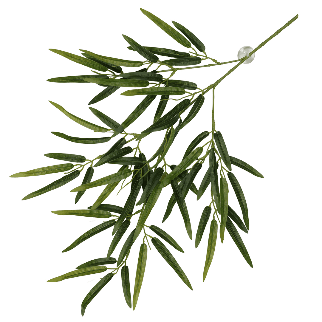 Terra Della Hangende plant Bamboe Groen